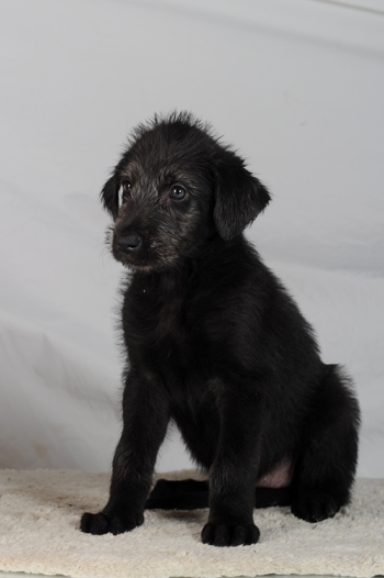Piki